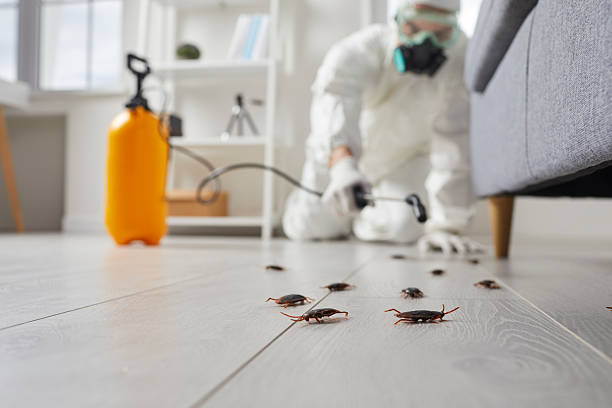 Commercial Rodent Management in Red Bay